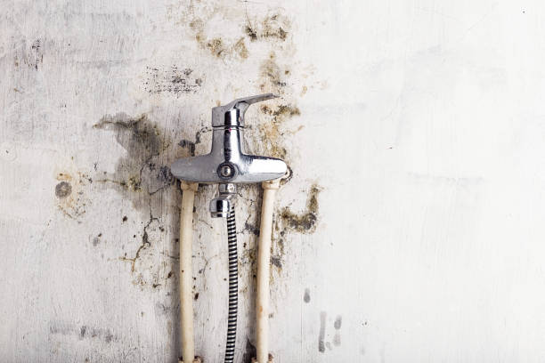 Best Toxic Mold Removal  in Weslaco, TX