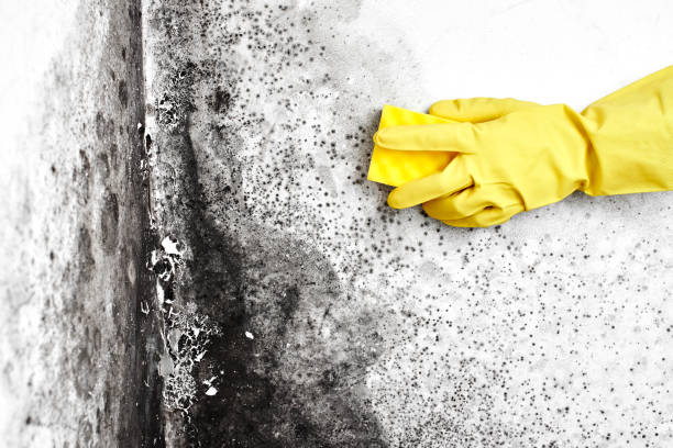 Best Commercial Mold Removal  in Weslaco, TX