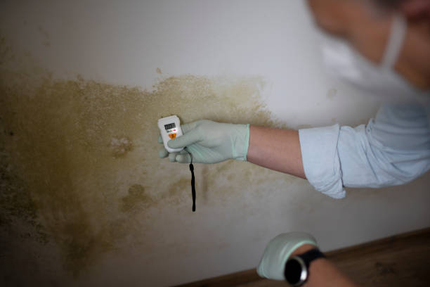 Best Mold Cleaning Services  in Weslaco, TX