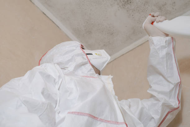 Best Residential Mold Removal  in Weslaco, TX