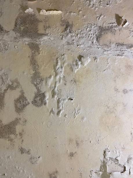 Best Residential Mold Removal  in Weslaco, TX