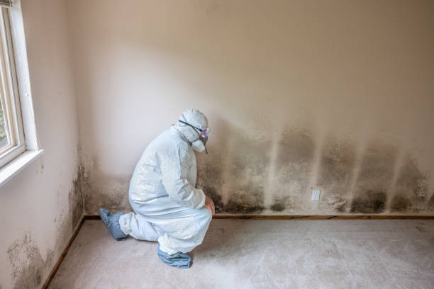 Best Mold Remediation  in Weslaco, TX