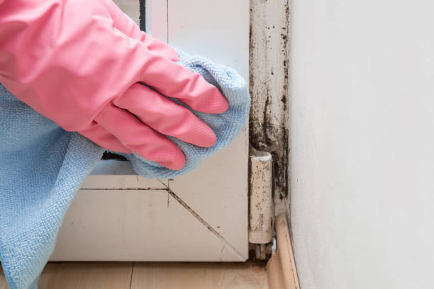 Best Office Mold Removal Services  in Weslaco, TX