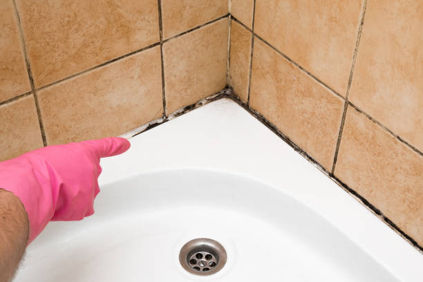 Weslaco, TX Mold Removal Company